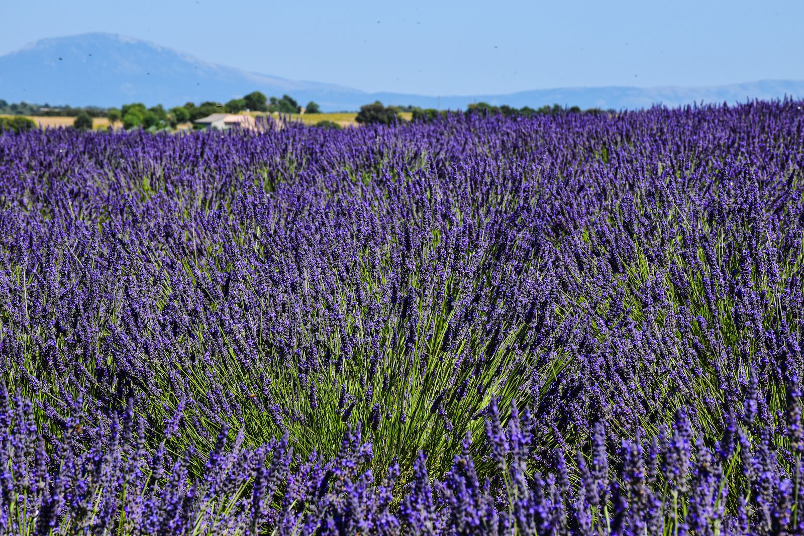 Lavender rows running to the horizon in Provence