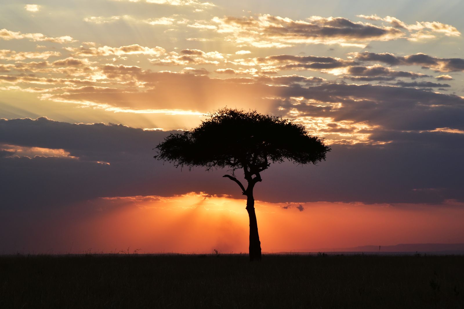 A lone acacia tree against an amber sunset