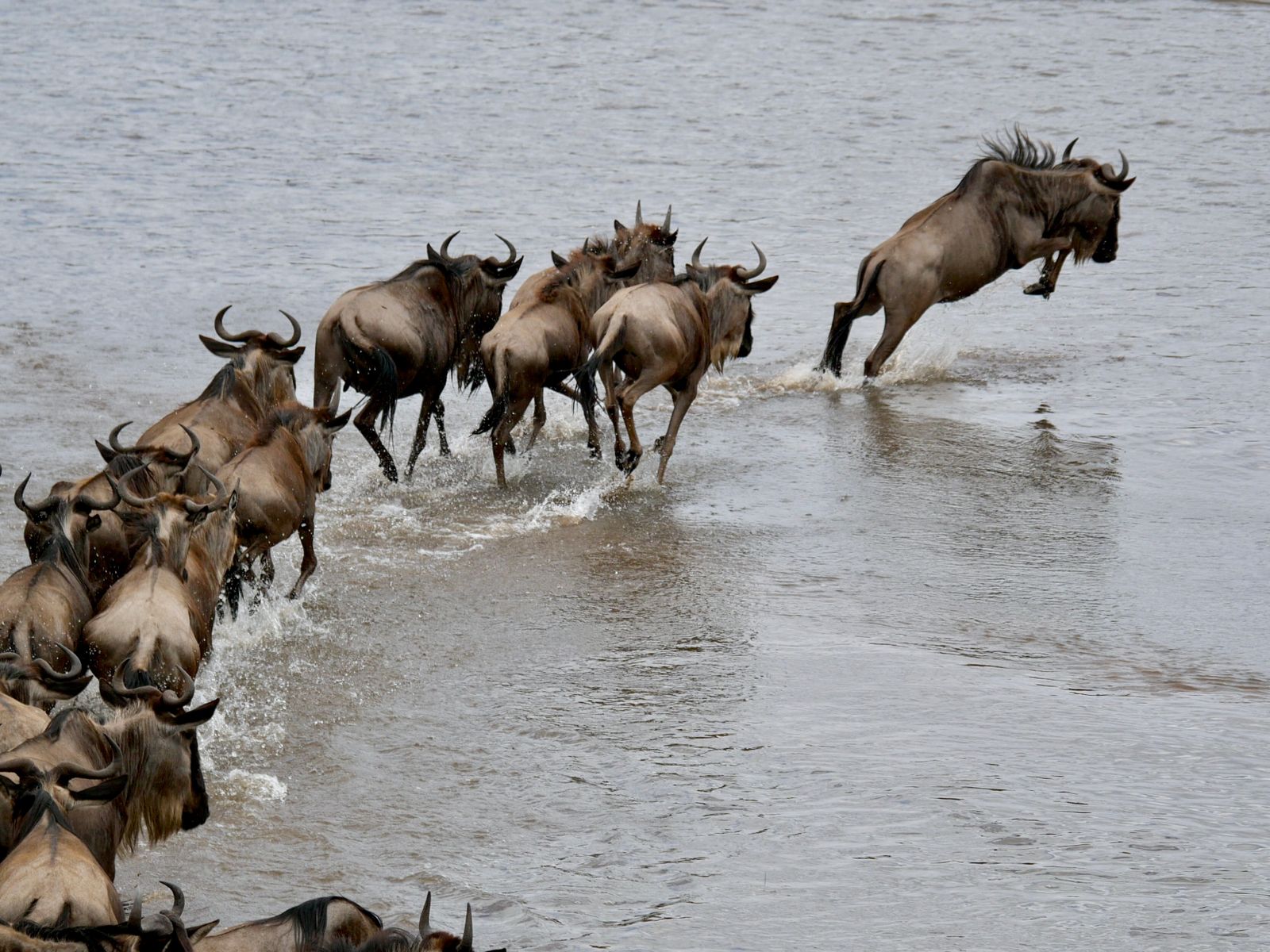 A herd of wildebeest churning across the Mara river