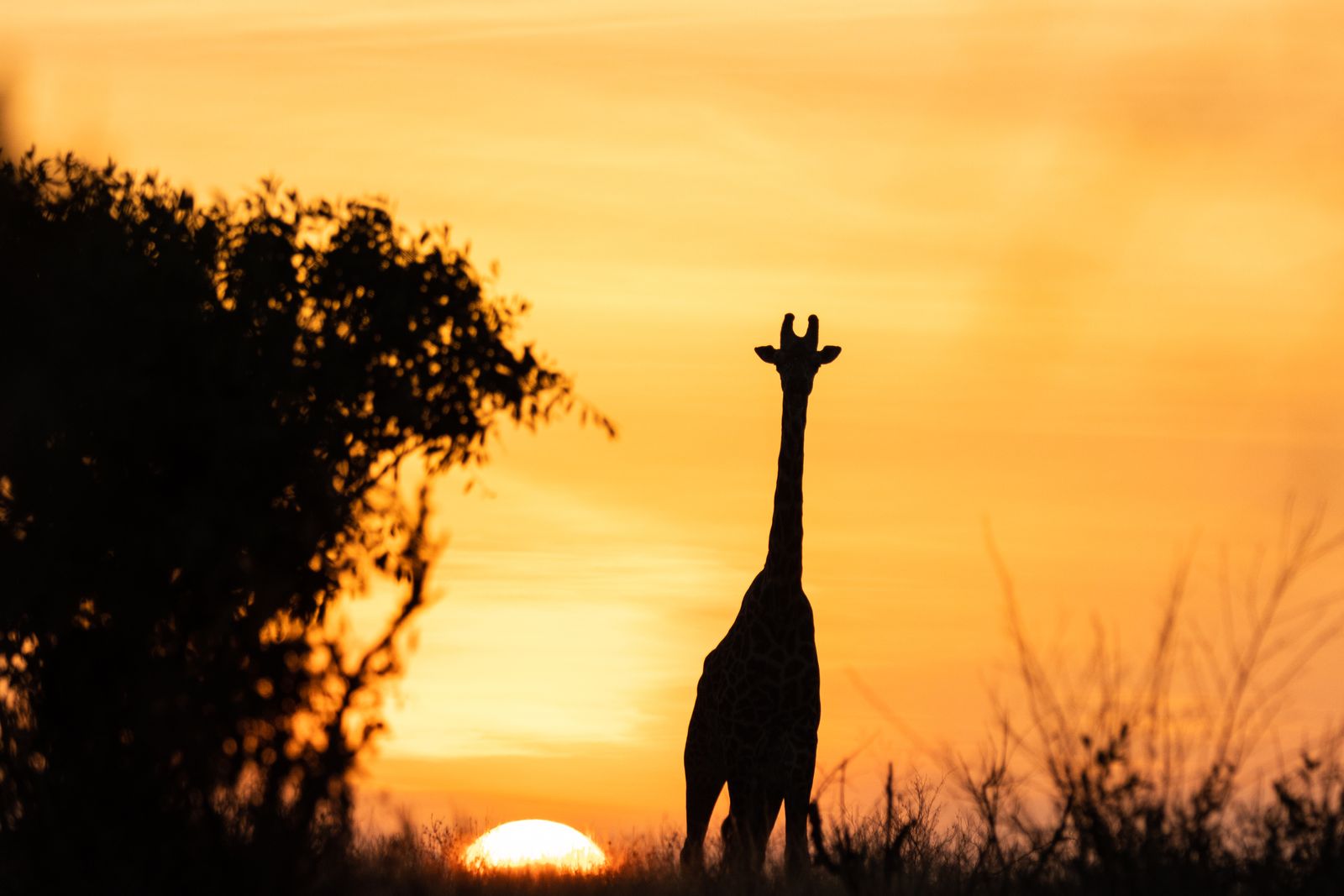 A giraffe silhouetted against the savanna sunrise