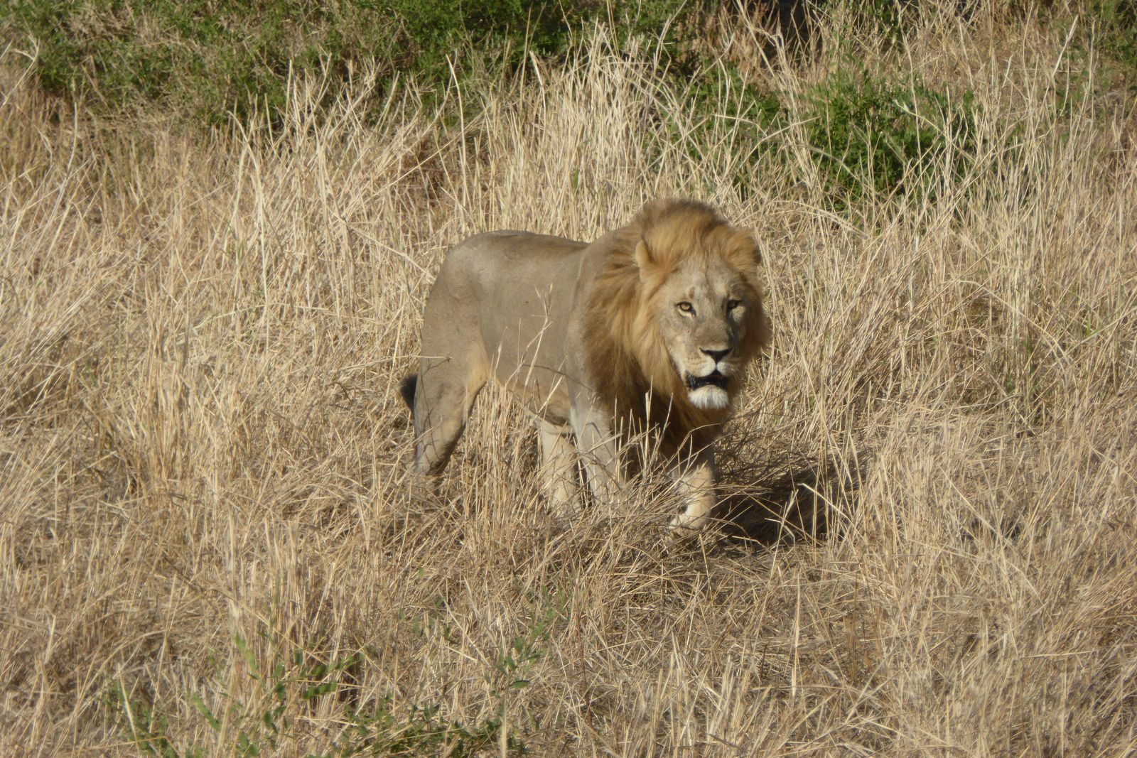 A lion resting in the golden grass of the savanna